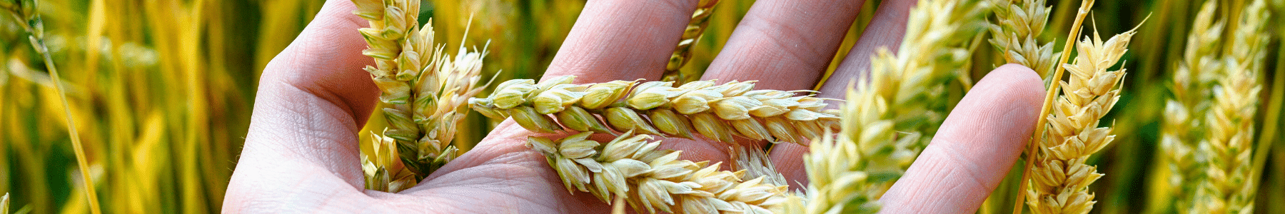 Crop in hand Crop in hand