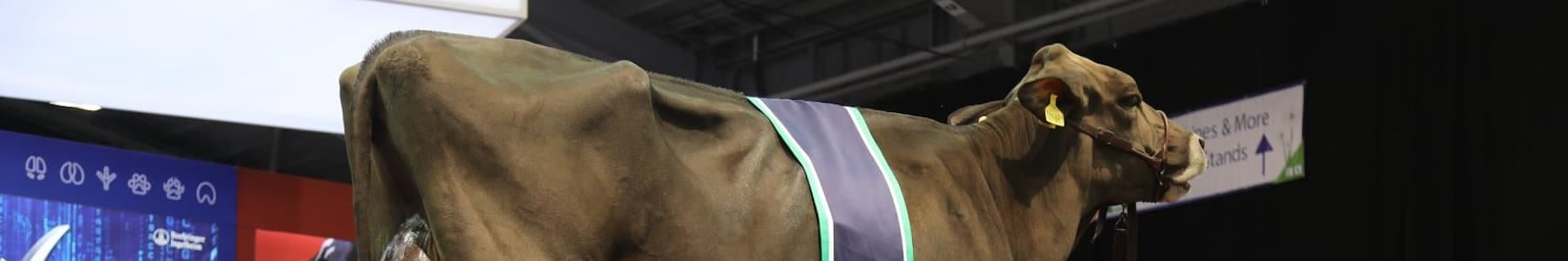 pinstone-uk-dairy-19-2 pinstone-uk-dairy-19-2