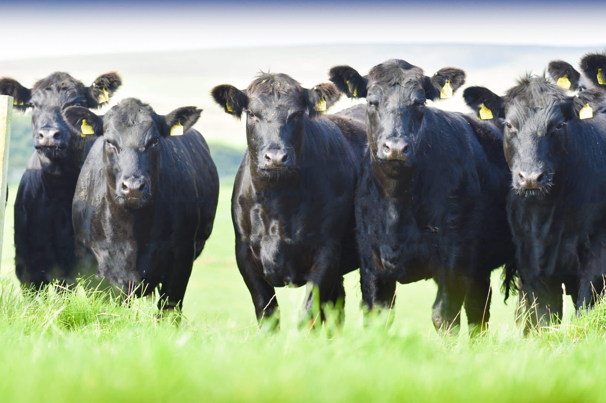 Case Study: Aberdeen-Angus Cattle Society - Pinstone PR